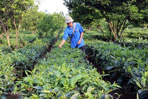 Nam thanh niên vươn lên thoát nghèo nhờ cây chè ở Hà Giang