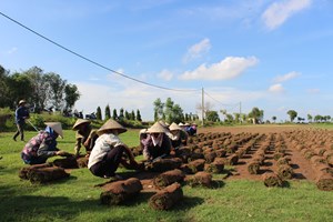 Thoát nghèo nhờ trồng cỏ Nhật ở Nam Định