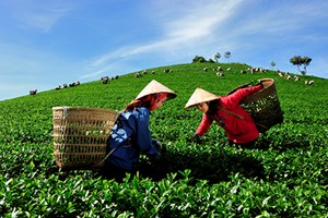 Kỹ thuật thu hái, vận chuyển và bảo quản nguyên liệu chè sao an toàn