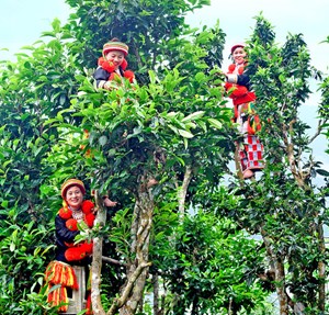 Chè Shan tuyết Na Hang: Cây trồng xóa đói giảm nghèo của tỉnh Tuyên Quang