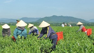 Sản xuất chè bền vững ở Hà Tĩnh