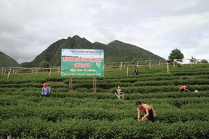 Lai Châu:  Nông dân phát triển kinh tế mũi nhọn làm giàu từ cây chè