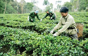 Tuyên Quang: Người dân thôn Liên Phương sản xuất chè an toàn, phát triển thương hiệu vươn xa