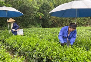 Thái Nguyên: Nâng cao năng lực quản lý theo tiêu chuẩn hữu cơ Việt Nam