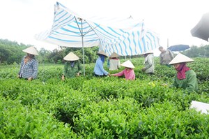 Thái Nguyên: Chè “trượt” giá do đại dịch COVID-19