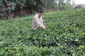 Sản xuất chè bền vững ở Hà Nội