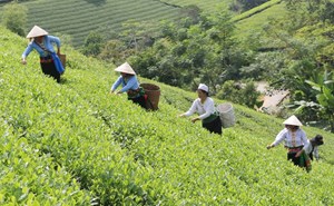 Phú Thọ: Đẩy mạnh tiêu thụ sản phẩm chè và nông sản trong bối cảnh dịch COVID-19