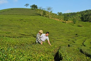 Thị trường tiêu thụ chè: Giảm mạnh sau Covid