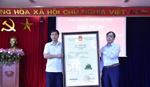 Hòa Bình: Huyện Lạc Thủy phát triển nâng cao thương hiệu chè Sông Bôi