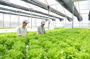 Tháo gỡ khó khăn, đẩy mạnh áp dụng khoa học trong sản xuất nông nghiệp ở Hà Nội
