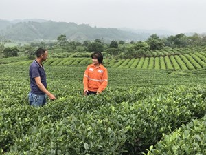 Thái Nguyên: Tiếp tục định hướng sản xuất chè hữu cơ tháo gỡ khó khăn trong đại dịch COVID-19