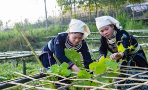 Sản xuất nông nghiệp hàng hóa giúp nhiều địa phương ở Tuyên Quang “thay da đổi thịt”