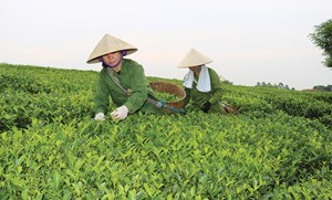 Huyện Thanh Sơn (Phú Thọ): Người dân phát triển kinh tế bền vững từ cây chè