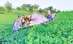 Phú Thọ: Phát triển chế biến chè ở huyện Tân Sơn trong mùa dịch Covid -19