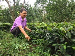 Huyện Vân Hồ (Sơn La): Người dân làm giàu từ cây chè, mỗi năm đút túi 100 triệu đồng