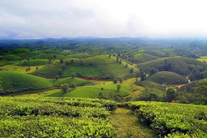 Phú Thọ: Thúc đẩy phát triển nhãn hiệu chứng nhận chè chất lượng an toàn