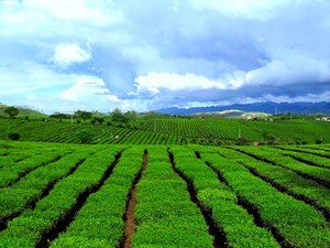 Bí quyết tạo nên hương vị trà Ô long Mộc Châu