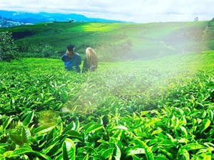 Chìm đắm trong vẻ đẹp tươi xanh của đồi chè Tân Cương