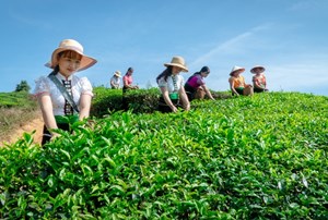 Huyện Vân Hồ (Sơn La): Phát triển cây chè là mũi nhọn kinh tế ở địa phương