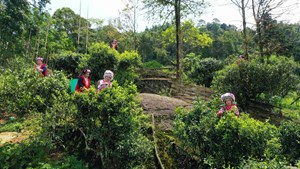 Huyện Hoàng Sù Phì (tỉnh Hà Giang): Nâng cao thương hiệu chè Shan tuyết cổ thụ