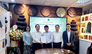 Chè Shan tuyết vùng núi cao tìm hướng nâng giá trị từ liên kết và chuẩn hóa
