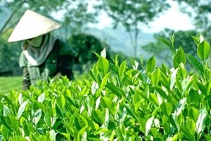 Đất trồng phù hợp, chè cho năng suất cao