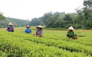 Phú Thọ: Người dân huyện Thanh Sơn làm giàu từ phát triển mô hình nông nghiệp