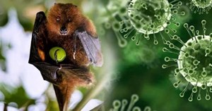 Bệnh do vi rút Nipah: Nhận diện đúng để phòng ngừa hiệu quả