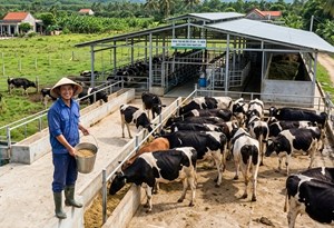 TP. Hồ Chí Minh: Phát triển nông nghiệp tuần hoàn, mở hướng chăn nuôi xanh