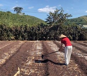 Xuất khẩu cà phê đạt 6,6 tỷ USD, tăng mạnh về lượng