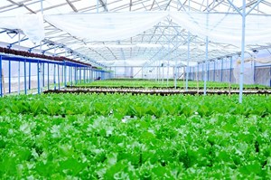 TP.Hồ Chí Minh thúc đẩy kinh tế tuần hoàn, mở hướng tăng trưởng xanh đến năm 2035