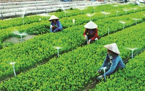 TP.HCM đổi mới, nâng cao hiệu quả hoạt động của khu vực kinh tế tập thể, hợp tác xã
