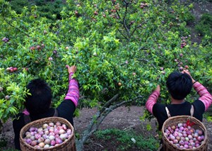 Ghé thăm mùa mận chín mọng trên cao nguyên Mộc Châu, Sơn La