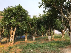 Hành trình vượt đỉnh Pha Đét tìm về di sản chè cổ thụ Tây Bắc