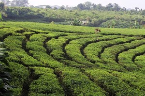 Agri-Tech có thể chuyển đổi ngành chè toàn cầu?