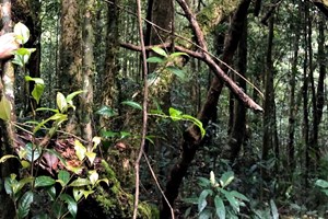 Giải mã rừng chè cổ Tà Đùng: Từ di sản ngàn năm đến động lực tăng trưởng xanh