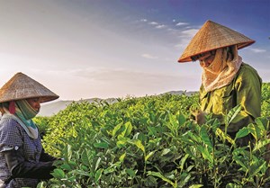 Đưa sản phẩm chè lên sàn thương mại điện tử nhiều nông dân tăng doanh thu