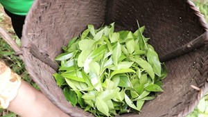 "Tán Ma": Huyền thoại trà cổ hồi sinh trên vùng đất Quan Sơn