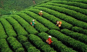 Thái Nguyên và khát vọng xây dựng văn hóa 'AI xứ Trà'