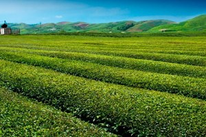 Matcha Xuân: Tinh hoa mùa xuân hội tụ trong từng búp trà