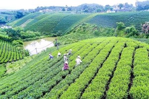 Nâng giá trị chè Thái Nguyên bằng chứng nhận OCOP và không gian sinh thái