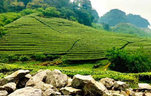 Khai thác giá trị du lịch và nông nghiệp từ quần thể chè Shan tuyết Pà Cò