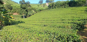 Vùng chè 800 ha tại Võ Miếu và bài toán khơi thông chuỗi giá trị nông sản