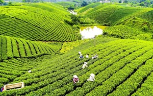 Thái Nguyên đặt mục tiêu 70% diện tích chè được cấp mã số vùng trồng