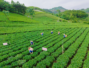 Đồi chè La Bằng: Hành trình từ nông sản chủ lực đến điểm hẹn văn hóa và du lịch
