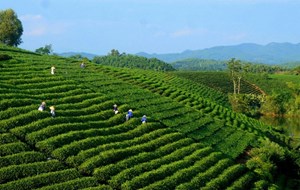 Lễ hội Trà Thái Nguyên 2025: Khai phá hương sắc, vươn tầm di sản