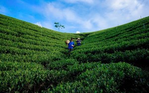 Đồng Khuân: Chữa lành dưới những đồi chè xanh mướt