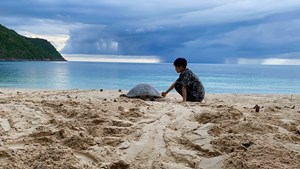 Triển lãm 1001 rùa biển bằng gốm - Chung tay bảo tồn các loài rùa biển và môi trường biển