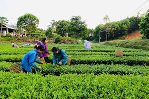 Công ty CP Phong Hải Lào Cai: Tạo mối liên kết mới với nông dân 