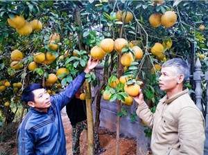 Huyện Yên Bình (Yên Bái): Bưởi Đại Minh, sản phẩm OCOP 3 sao làm giàu cho người dân địa phương